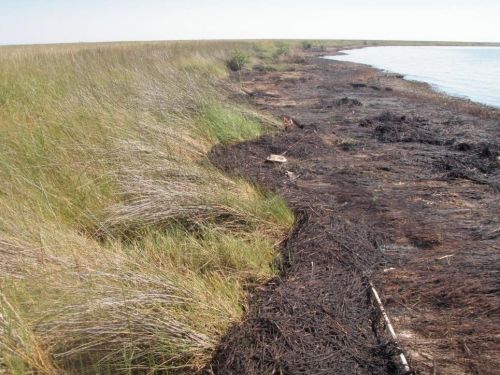 Oiled shoreline with marsh grass.
