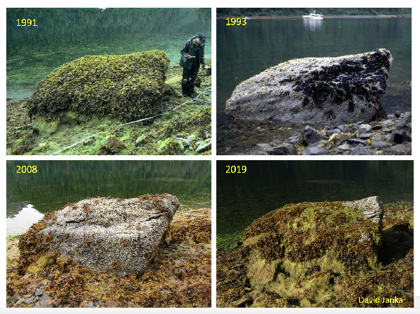 Four photos of a large rock, taken in 1991, 19193, 2008, and 2019.