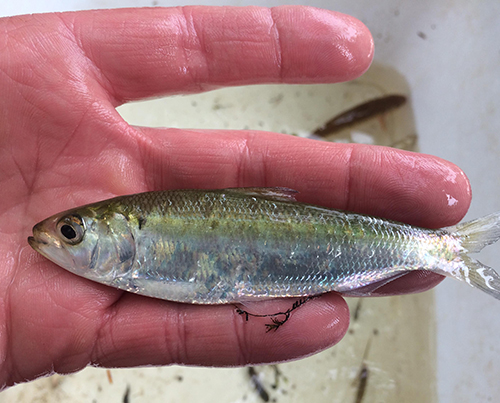 Shad in the Millstone River!