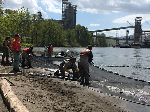 People pulling a seine net from the river.