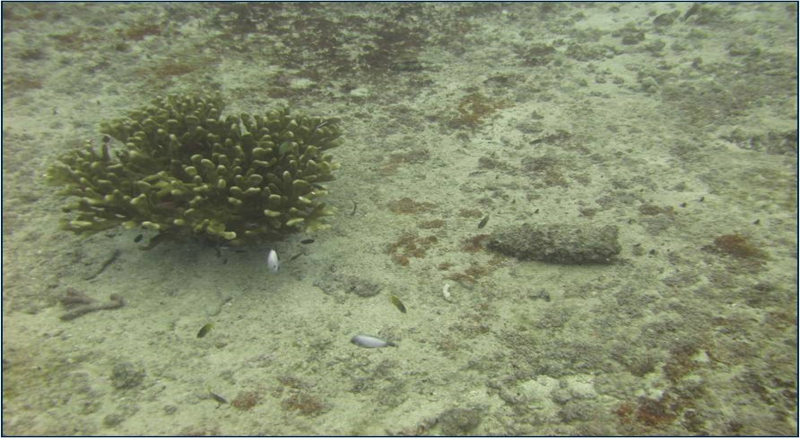 An underwater photo of a reef. 