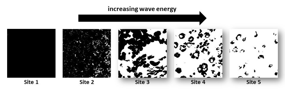 Graphic showing presence or absence of sea grass.