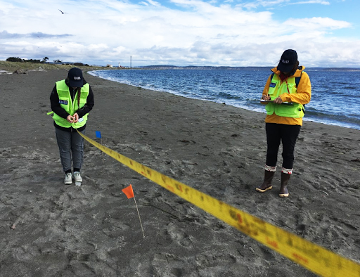 Two people measuring debris on a beach.