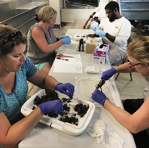 Four people work with mussels at a table.