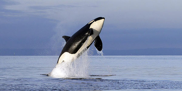 Orca whale breaching. 