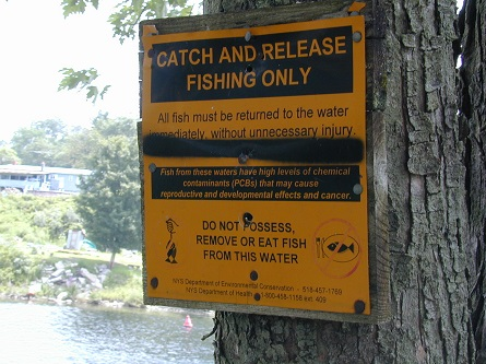 "Catch and release only" warning sign posted on a tree.