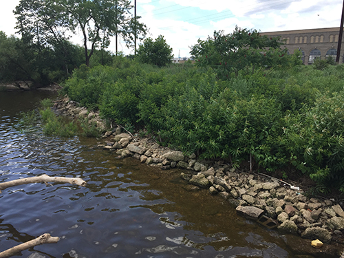 A riverbank with vegetation.