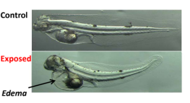 Diagram comparing two developing fish.