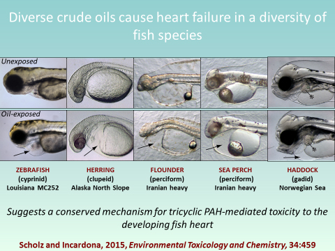 Graphic shows how crude oil causes heart failure in several species.