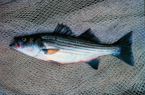 Striped bass on net. Image: NOAA.