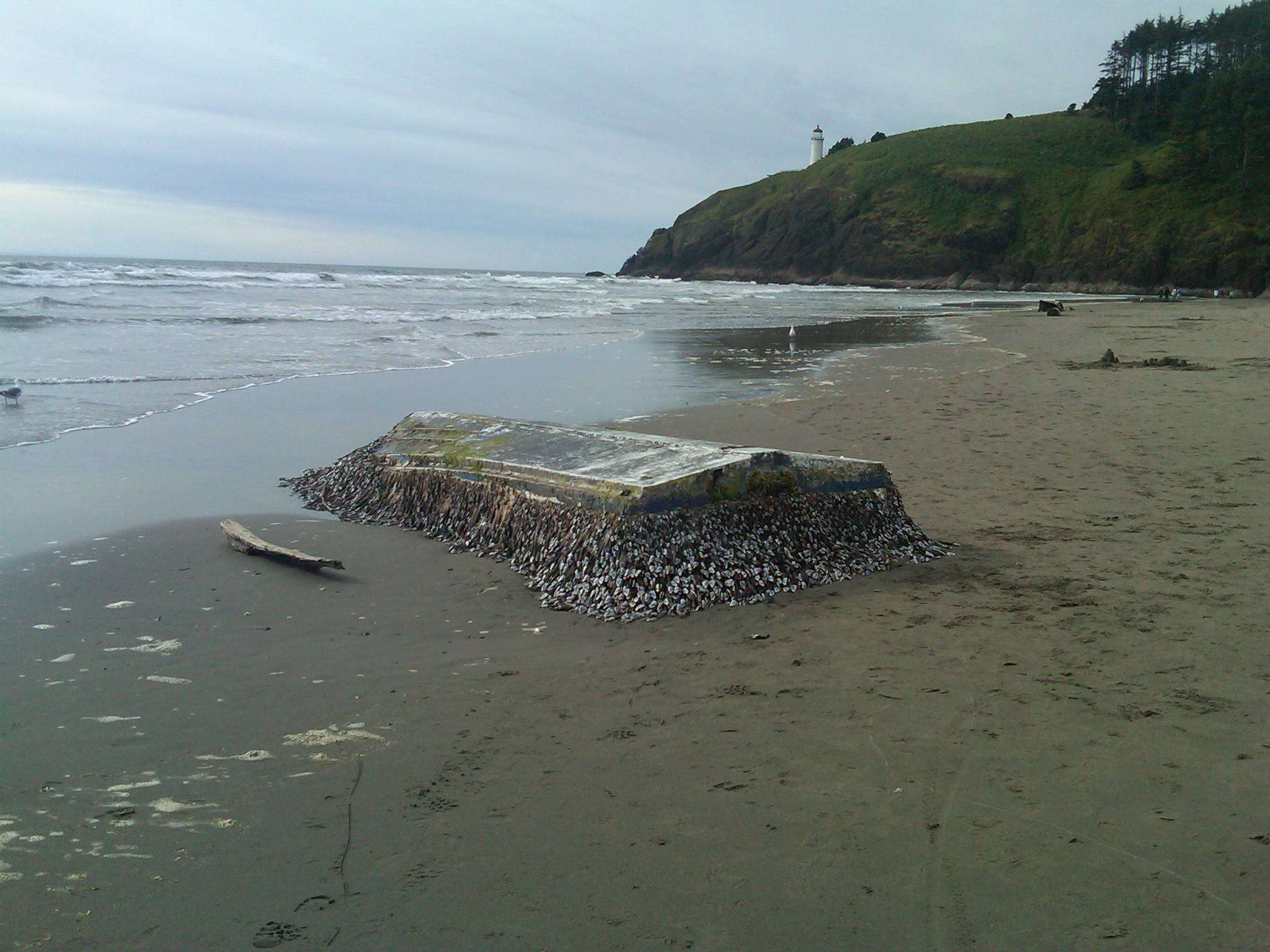 A small, overturned boat on a beach, covered with barnacles. 