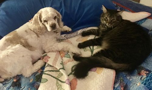 A dog and a cat, laying on a blanket. 