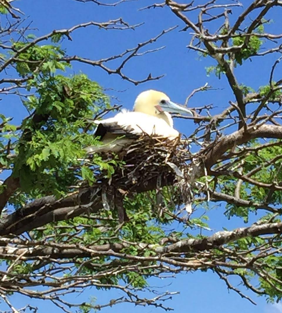 White bird in a nest in a tree.