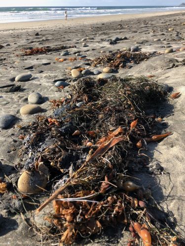 Oil beach debris.