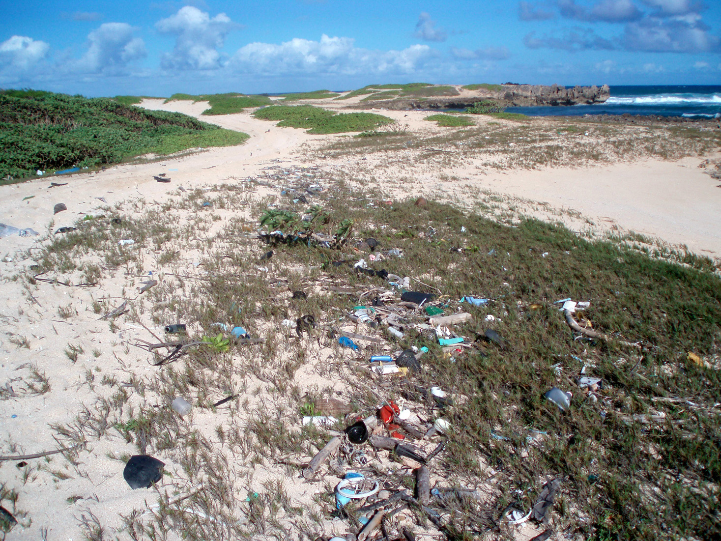 Beach with trash and seaweed.