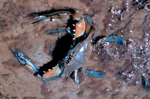Blue crab on sand. Image: NOAA.