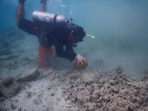 A diver placing a piece of coral on the sea floor.
