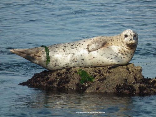 Seal on rock. Image: Marge Brigadier, NOAA Monterey Bay Aquarium.