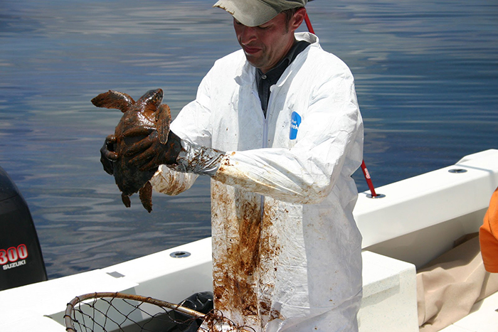 A man in a white coat on a boat holding an oiled sea turtle. 
