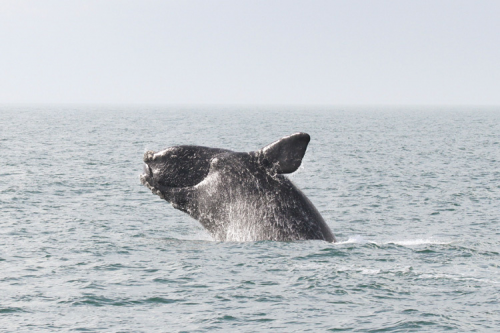 A whale breaching. 