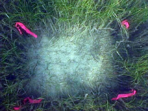 An area of seagrass on the sea floor. 