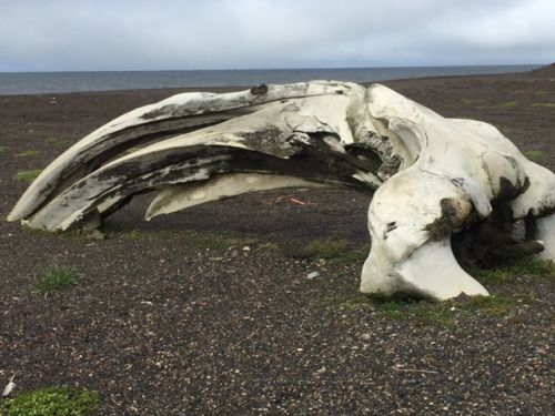 Large skull on a beach.