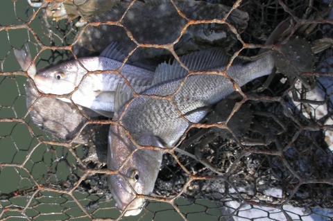 Fish trapped in a net.