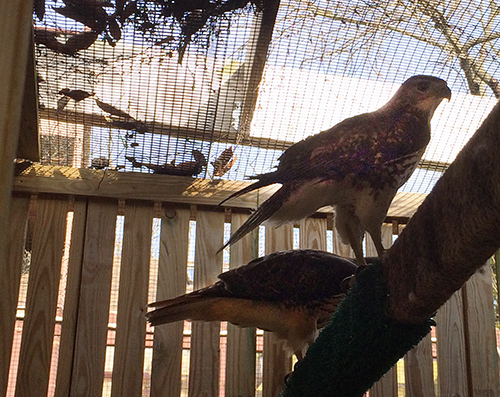 Two birds perched on a rail.