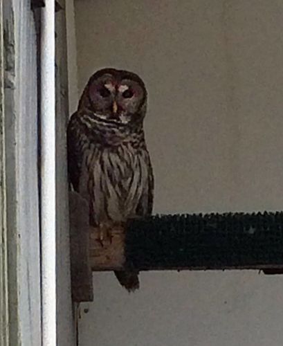 Owl on a perch.