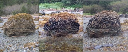 Three images of the same rock with mussels, showing increase.