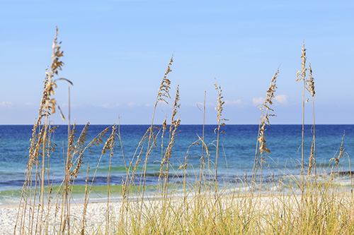 Beach grasses in front of the ocean.