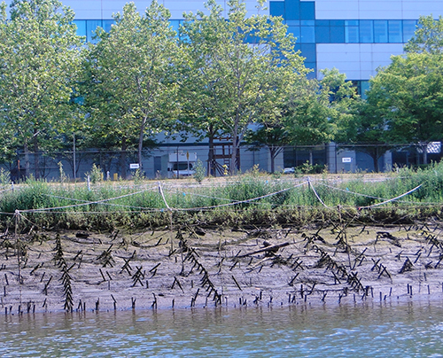 Riverbank being replanted, building in background. 