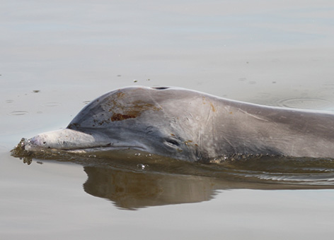 Dolphin with oil on its head swimming in water.