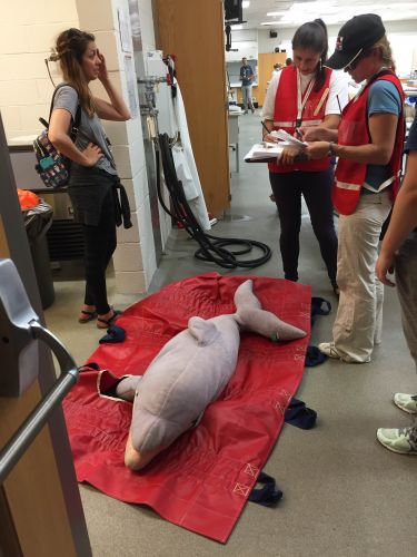 People surround stuffed dolphin laying on floor.