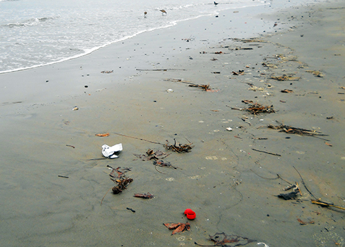Litter at water's edge of an ocean beach.