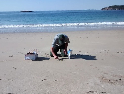 Person working on a beach, in the sand.