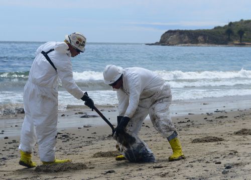 Two people shoveling oily vegetation into a bag on the beach.