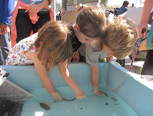 Children play with eels that are in a tub of water.