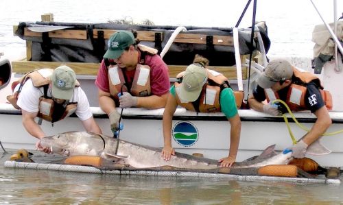 Four people pulling a large fish into a boat.