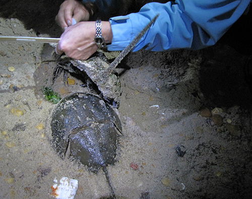 Hands, horseshoe crab, and tag.