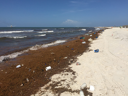 Marine debris along the beach.