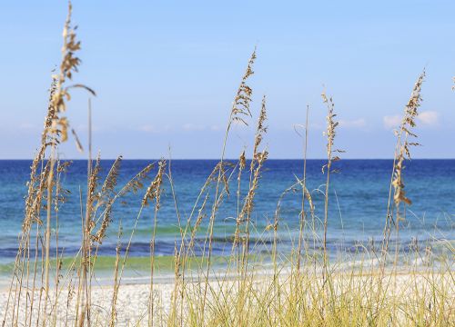 Beach grasses with water in the background.