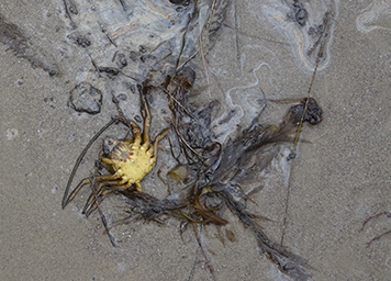 Dead crab on a beach.