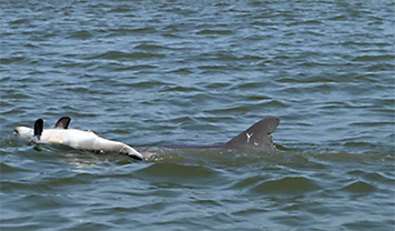 Dolphin swimming while pushing dead calf ahead of her.