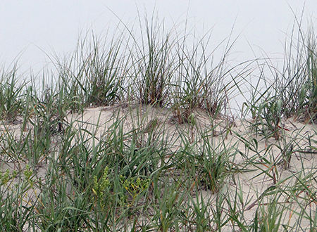Sand dunes and dunes grass.
