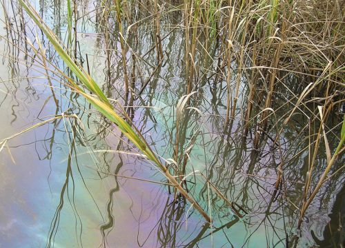 Oil sheen on water in a marsh.