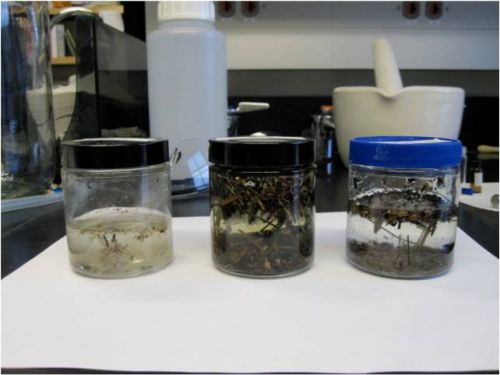 Three jars on a table containing microplastics in water.