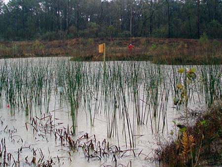 Image of restoration being done in a wetland.