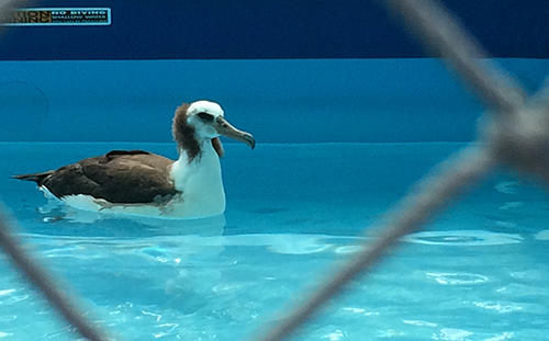 Bird in a pool behind a fence.