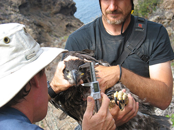 Two men hold a young bald eagle to measure its beak.